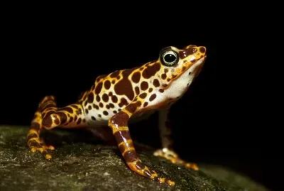 Atelopus certus