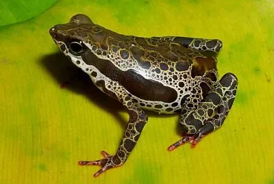 Atelopus spumarius