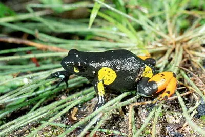 Mantella arlecchino