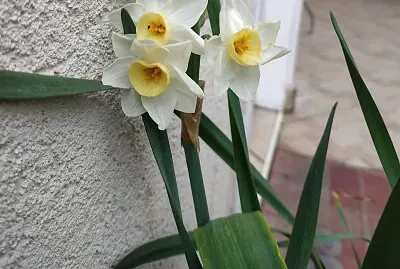 × ×¨×§×™×¡