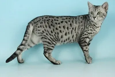 Egyptian mau