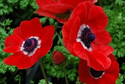 ×›×œ× ×™×ª ××“×•×ž×”