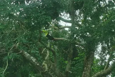 FAUNA EN CANCUN jigsaw puzzle