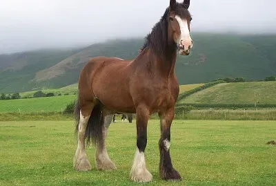 Shire
