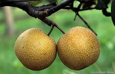 FRUIT jigsaw puzzle