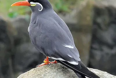 Sterna inca