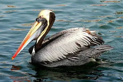 Pellicano peruviano