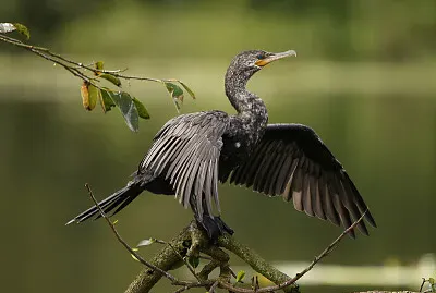 Cormorano neotropicale