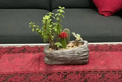 Succulents in a small pot