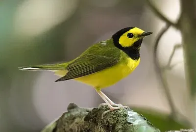 Parula monaca jigsaw puzzle