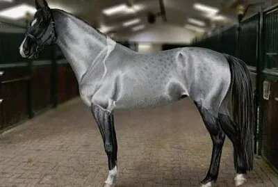 Arabo argento