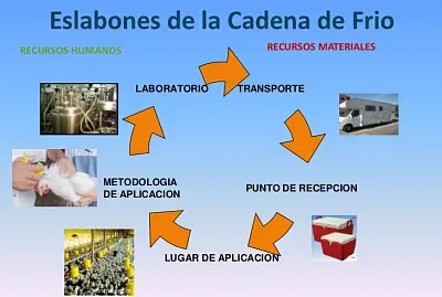 Eslabones cadena de frio