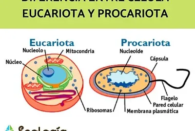 פאזל של CÃ¨lulas