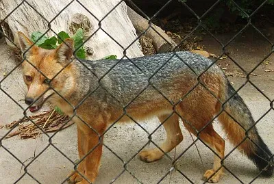 Culpeo comune jigsaw puzzle