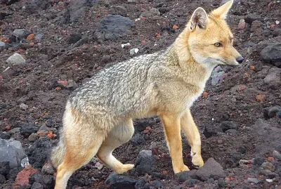 Culpeo settentrionale