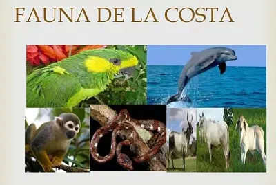 fauna