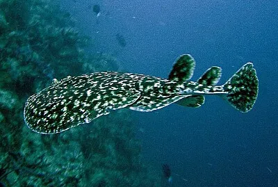 Torpedine fuscomaculata