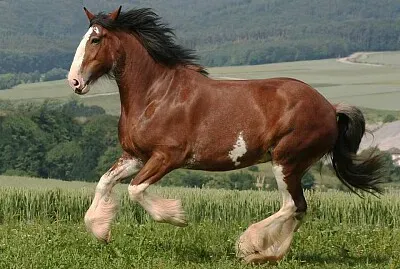 Potro