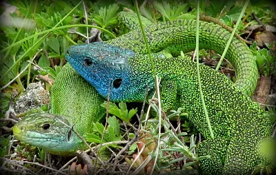 Couple lézards verts