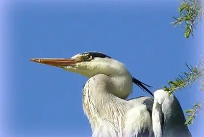 פאזל של Héron cendré