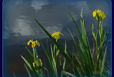Iris jaunes de marais