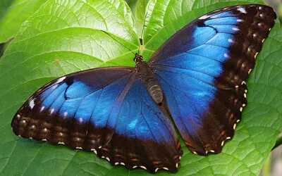 Imagem jigsaw puzzle