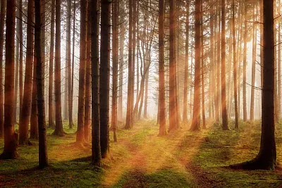 Imagem jigsaw puzzle