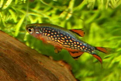 Danio margaritatus