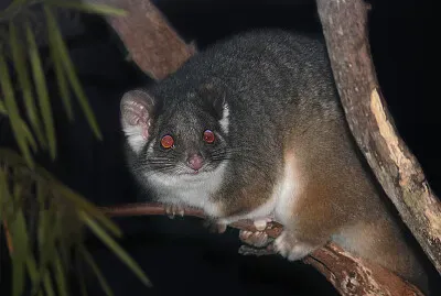Possum ring tailed