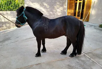 Mini Cavalo