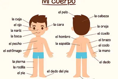 El cuerpo humano.