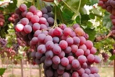 uvas jigsaw puzzle