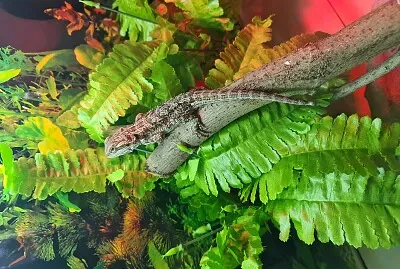 Jeff up his branch jigsaw puzzle