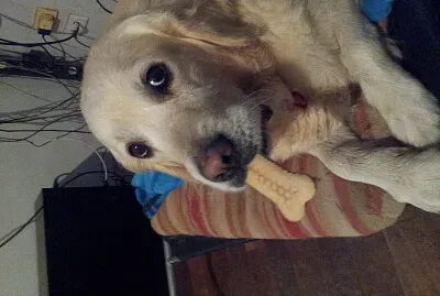 BIkkie for Jess jigsaw puzzle