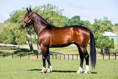 standardbred
