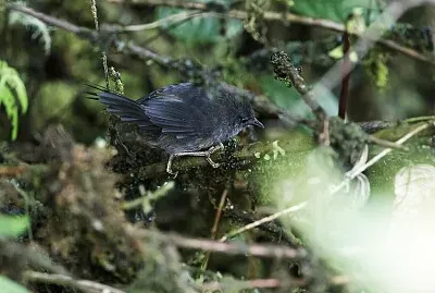 Tapaculo ash-colored