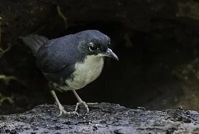 Tapaculo bahia