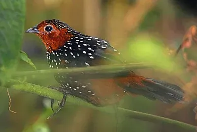 Tapaculo ocellated