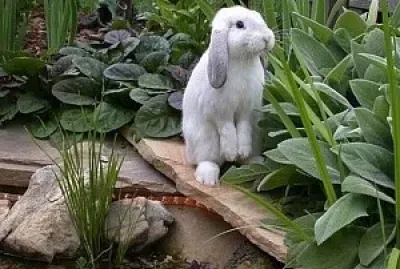 conejo