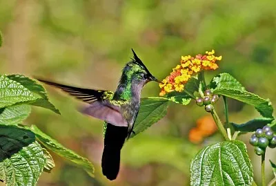 Colibrì crestato