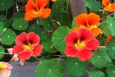 pensamientos jigsaw puzzle