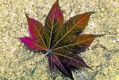 Imagem jigsaw puzzle