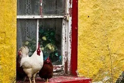 gallinas