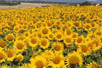 Champ de tournesol, Tarn