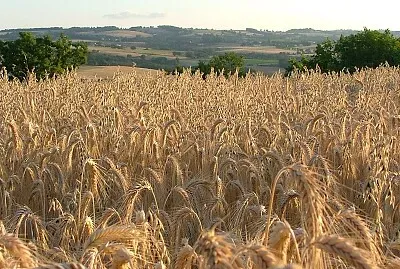 Champ de ble, Tarn