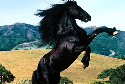 פאזל של zxcvhnjm