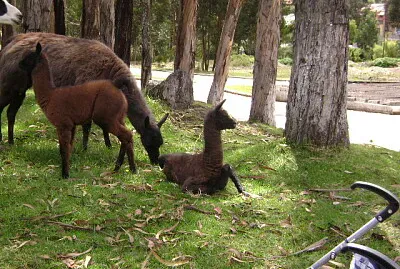 llamas