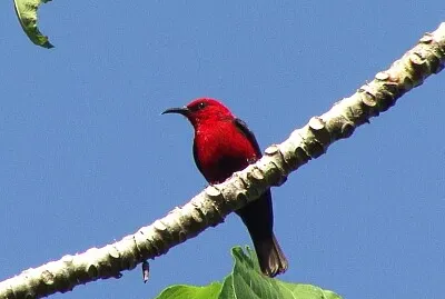 Myzomela cardinal