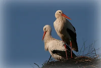 Cigognes au nid
