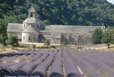 Abbaye de Senanques, Vaucluse